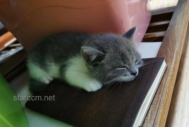 猫咪安全养护与植物共处指南：避免“金刚嘴”意外